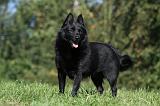 SCHIPPERKE 708